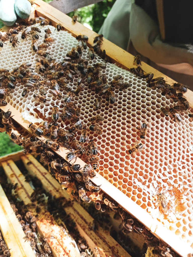 Production de miel dans les ruches de notre gite écologique